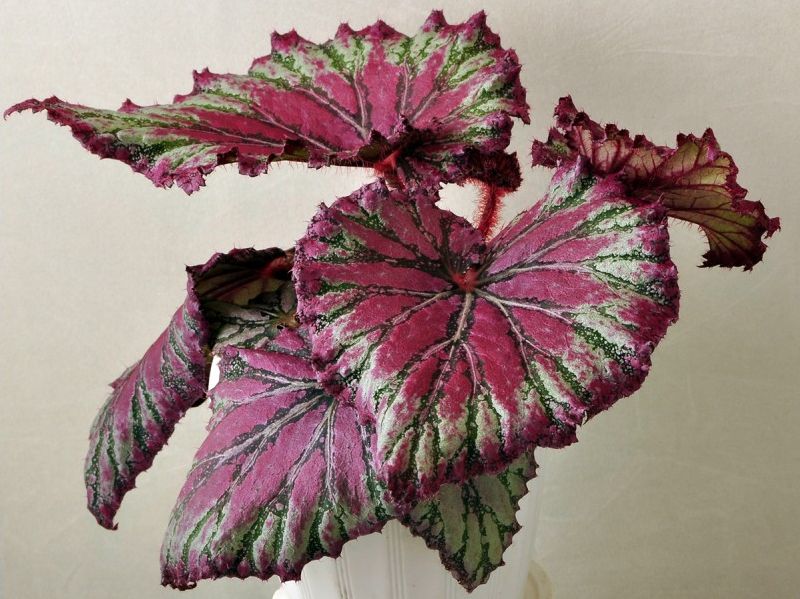 B. ‘Pink Champagne’